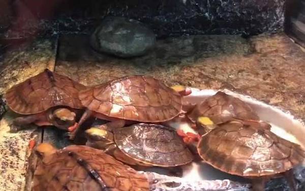 金钱龟是什么动物?