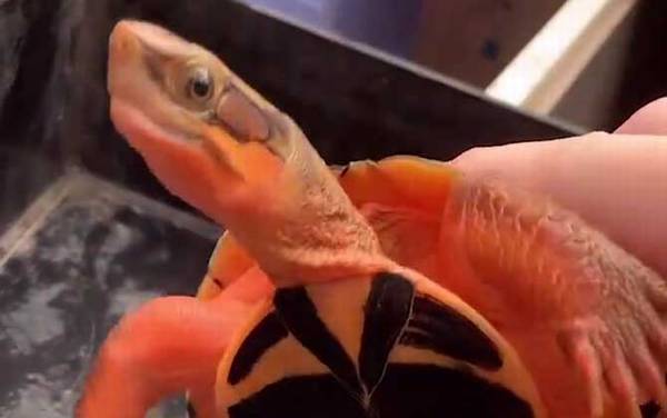 金钱龟吃什么食物?