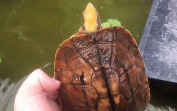 金钱龟怎么养最好?