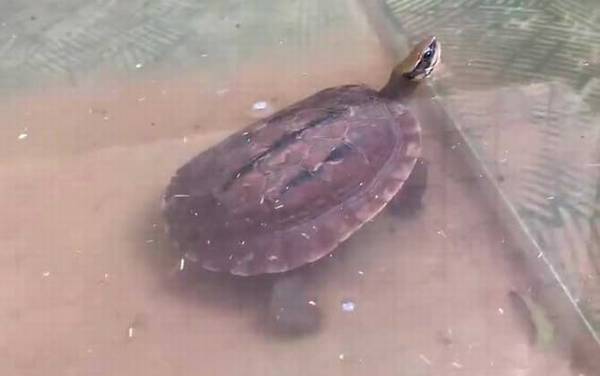 金钱龟怎么养最好?