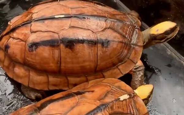 金钱龟怎么养最好?