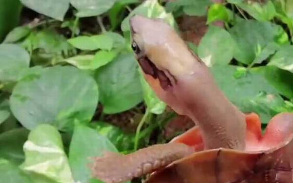 金钱龟怎么养最好?