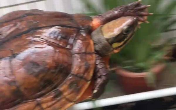 金钱龟价格多少钱一只?