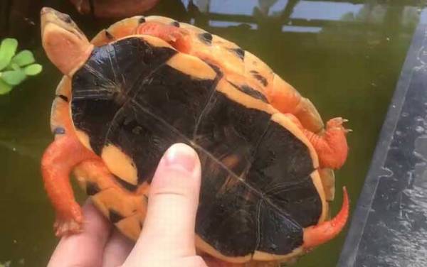 金钱龟价格多少钱一只?