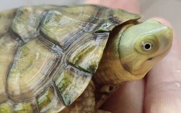 石金钱龟是什么龟?