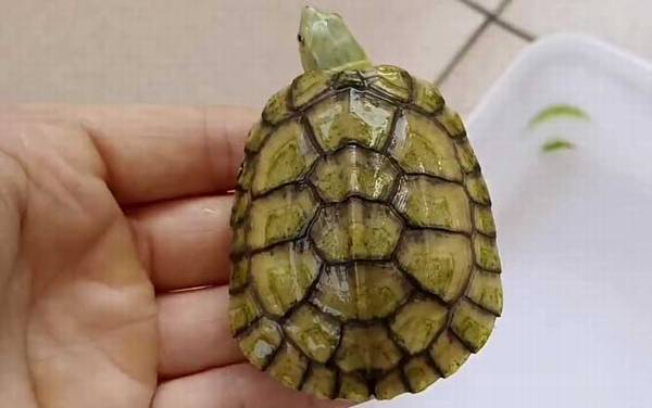 石金钱龟苗价格多少钱一只?