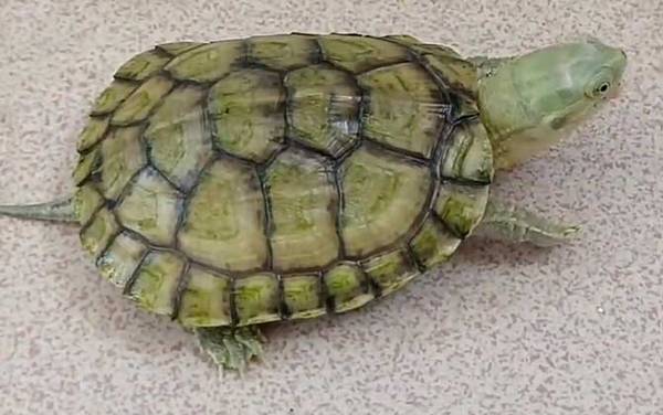 石金钱龟苗价格多少钱一只?