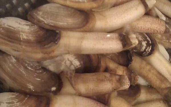 象拔蚌是什么动物?