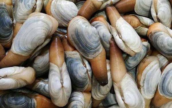 象拔蚌价格多少钱一斤?