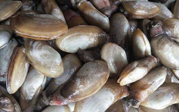 象拔蚌价格多少钱一斤?