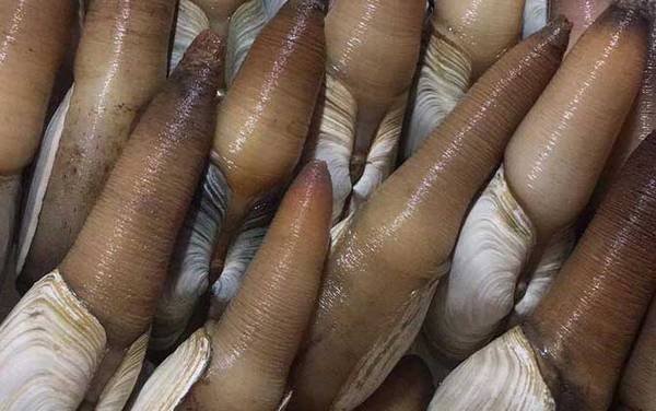 象拔蚌价格多少钱一斤?