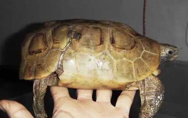 陆龟种类名称及图片大全