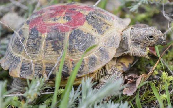 四爪陆龟是什么龟?