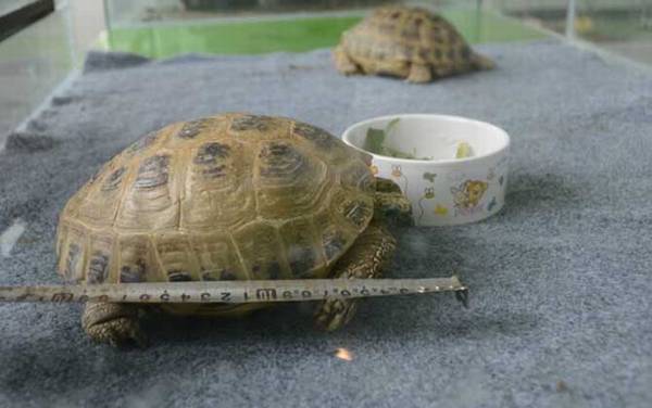 四爪陆龟是什么龟?