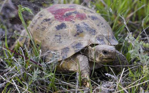 四爪陆龟是什么龟?