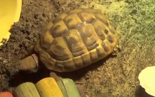 赫曼陆龟是什么龟?