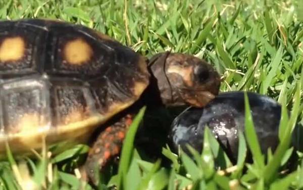 红腿陆龟是什么龟?