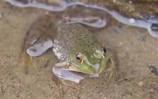 牛蛙是什么动物?
