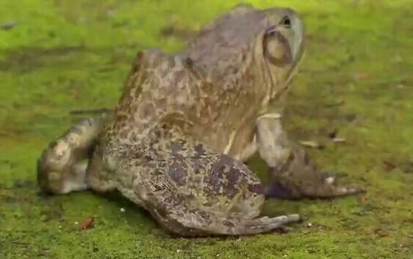 牛蛙是什么动物?