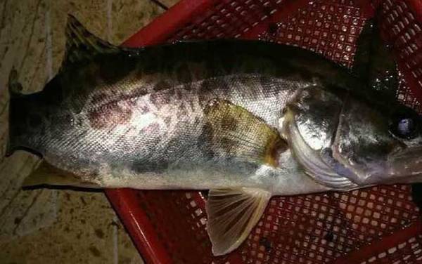 钓桂鱼用什么饵料?