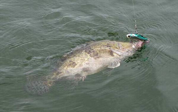 钓桂鱼用什么饵料?