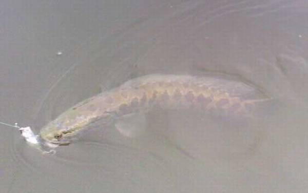 钓黑鱼用什么饵料最好?