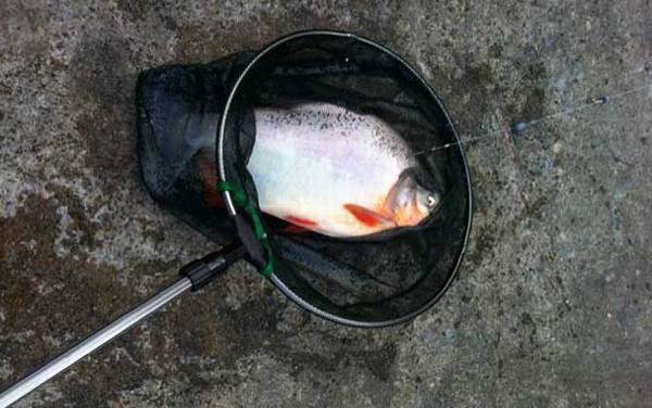 钓鲳鱼用什么饵料?