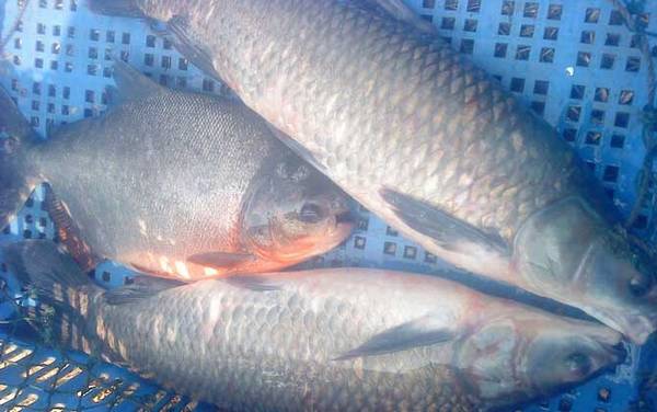 钓鲳鱼用什么饵料?