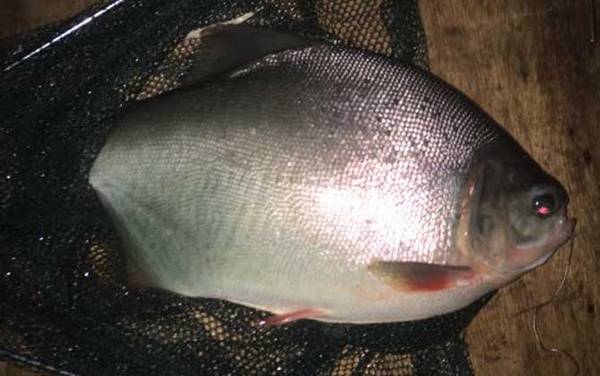 钓鲳鱼用什么饵料?