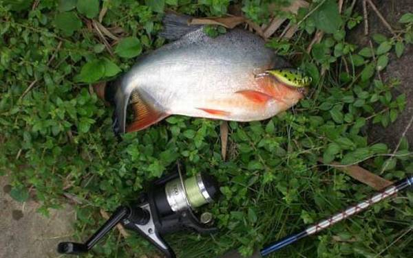 钓鲳鱼用什么打窝?