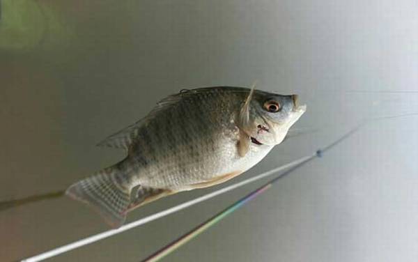 钓罗非鱼用什么饵料?