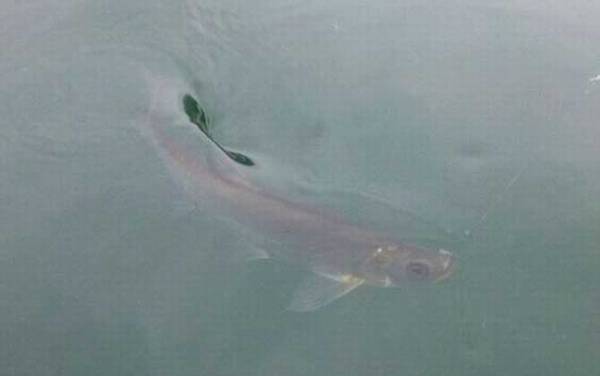 钓翘嘴用什么饵料?