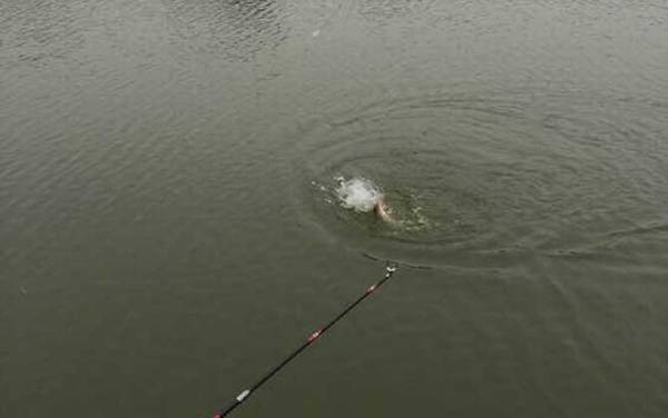 钓鲮鱼用什么饵料?