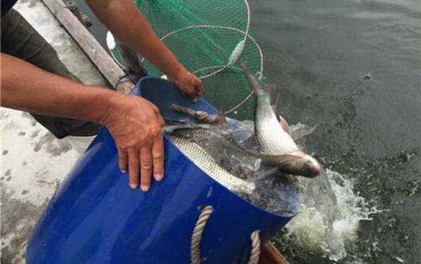 钓鲮鱼用什么打窝?