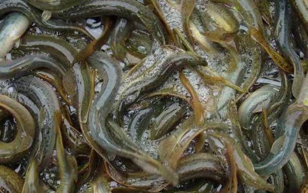 钓泥鳅用什么饵料?