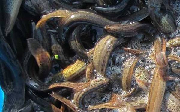 钓泥鳅用什么饵料?