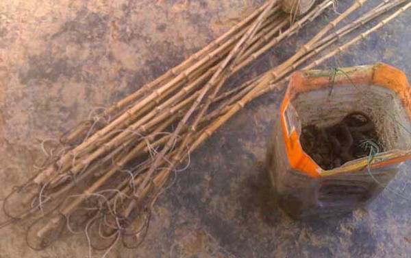 钓黄鳝用什么饵料?