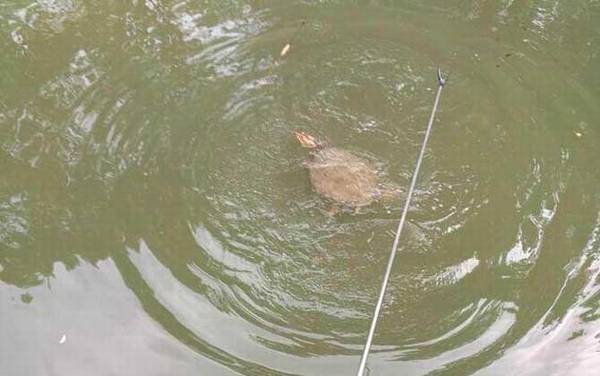 用什么钓甲鱼最快?