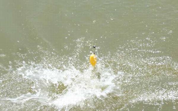 钓甲鱼用什么饵料?