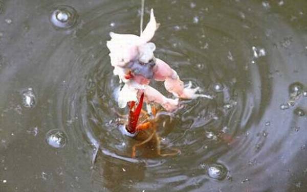 钓龙虾用什么饵料?