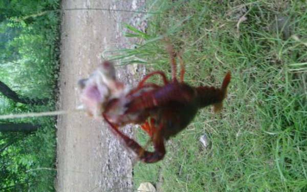 钓龙虾用什么饵料?