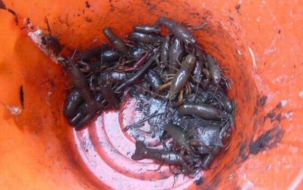 钓龙虾用什么饵料?