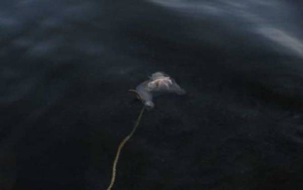 钓螃蟹用什么饵料?