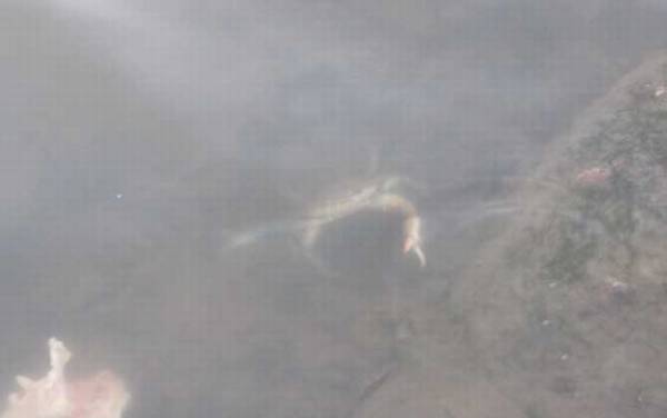 钓螃蟹用什么饵料?