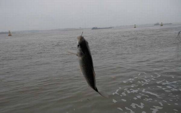 钓白条鱼用什么饵料?