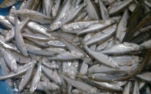 钓白条鱼用什么饵料?