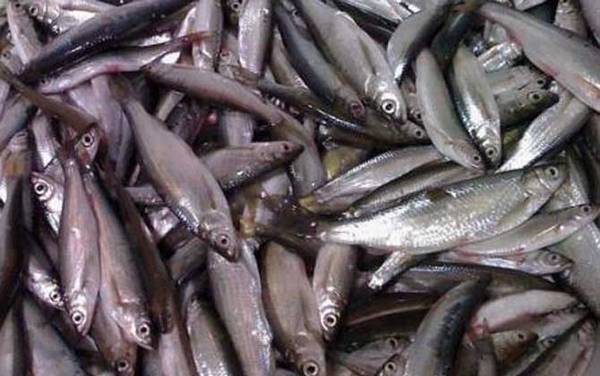 用什么钓白条鱼最快?