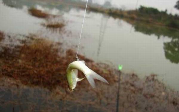 用什么钓白条鱼最快?