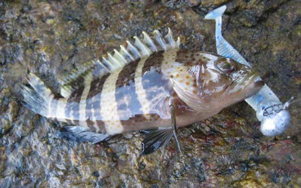 钓石斑鱼用什么饵料?