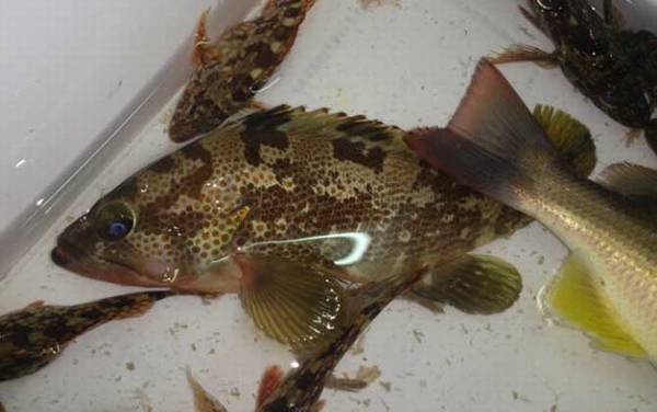 钓石斑鱼用什么饵料?